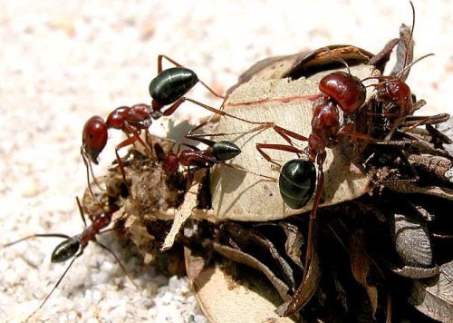 Leiningen Versus the Ants
